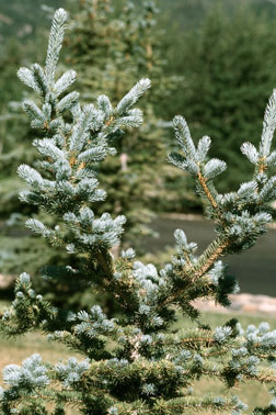 Co-dominant leaders following white pine weevil damage