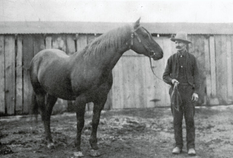 Peter McCue, A founding Quarter Horse sires in 1905, Oklahoma, Wikipiedia.