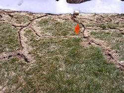 Vole runways in lawn after snow melted in spring