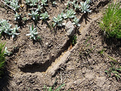 Vole hole and runway in clay soil