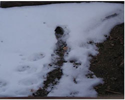 Vole hole and runway in snow. Note the oval-shaped OPEN hole