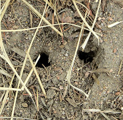 Examples of vole holes. They will often burrow near a rock, but not always