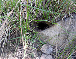 Examples of vole holes. They will often burrow near a rock, but not always