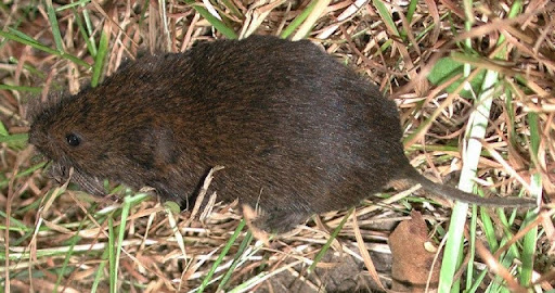 meadow vole (Microtus pennsylvanicus)