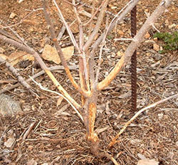 Vole damage on lilac