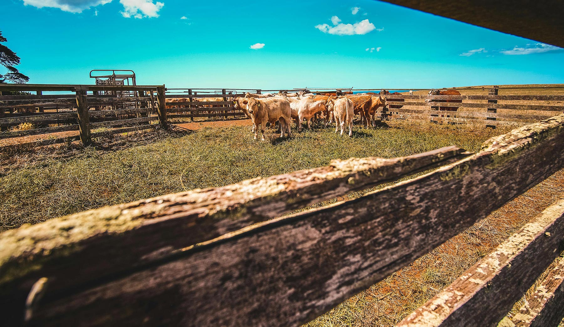 View of a cattle ranch through an old wooden fence