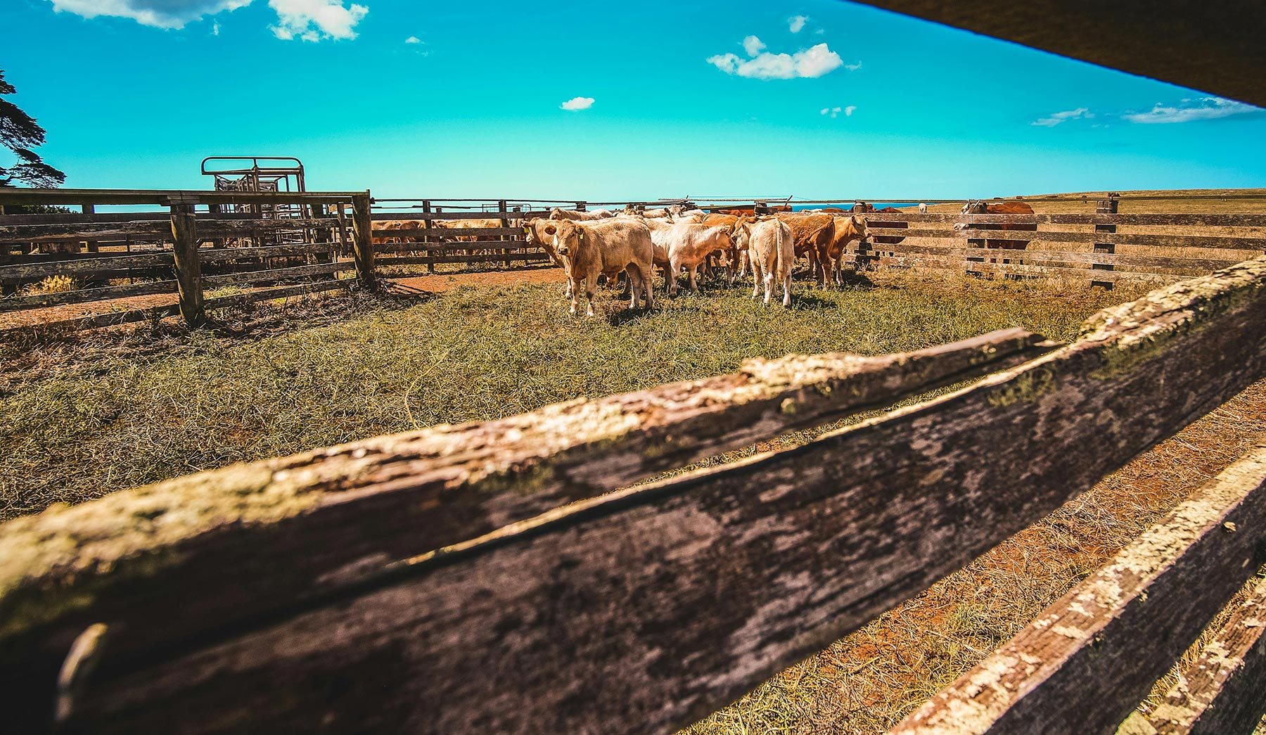 Agriculture | Colorado State University Extension