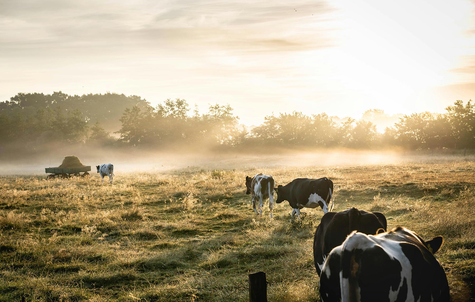 Livestock and Animals - CSU Extension
