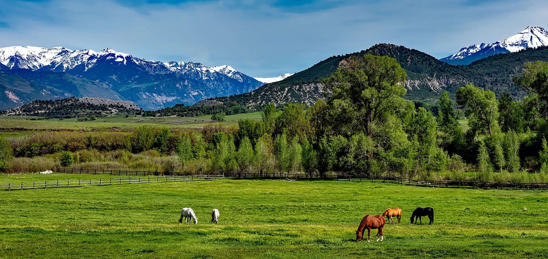 Five horses graze in a mountain pasture. 