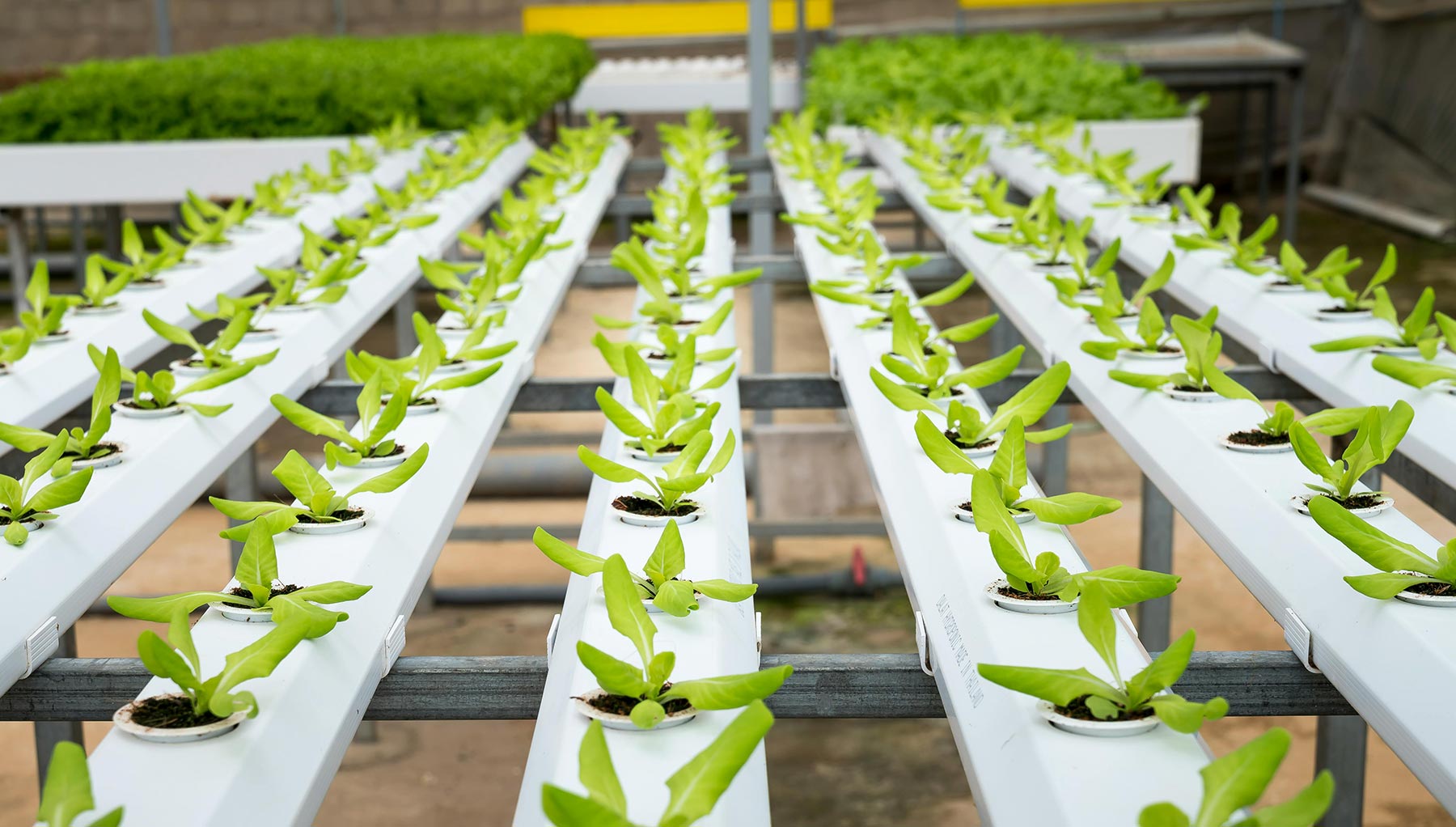 Small green plants growing in a hydroponic system