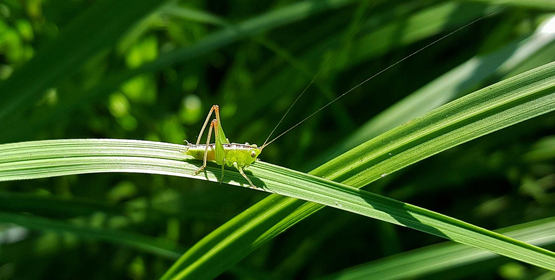 A green grasshopper sits on a blade of grass