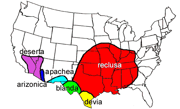 Map showing the general distribution of Loxosceles spiders in the United States