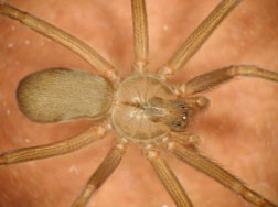 Brown recluse spider.