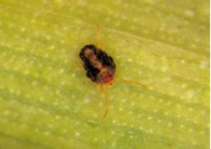 Brown wheat mite. (Photo by F. Peairs.) 