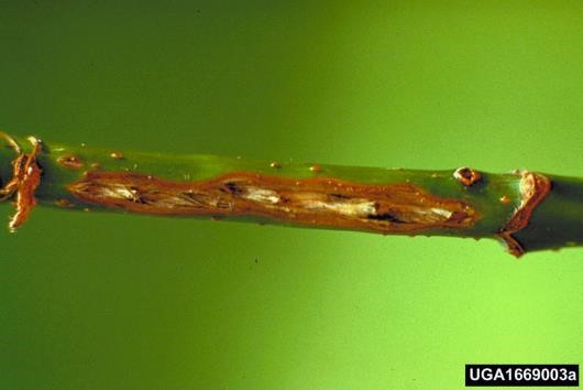 Twigs are weakened by these oviposition wounds and may easily break.