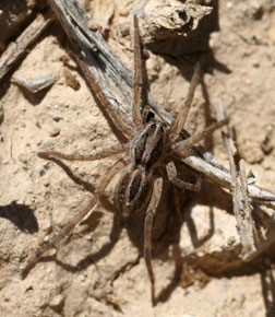 Wolf spider, Schizocosa sp.
