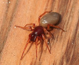 Dysdera crocata, the ‘roly-poly hunter.