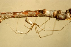 Upside down cellar spider hanging from a branch, side view
