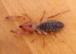 A sunspider, Eremochelis bilobatus.