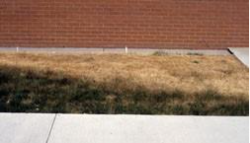 Banks grass mite turf injury.