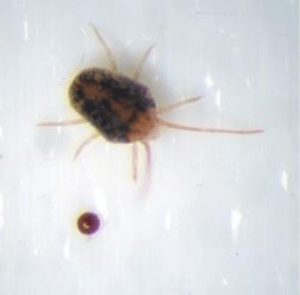 Clover mite with egg.