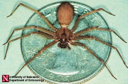 Brown recluse spider shown on a quarter for size reference. Legs extend past the sides of the quarter.