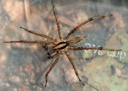Male funnel weaver spider, Agelenopsis sp