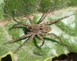 Wolf spider, Pardosa sp.