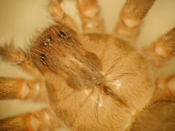 Magnified image of a brown recluse spider showing the violin pattern on the cephalothorax.