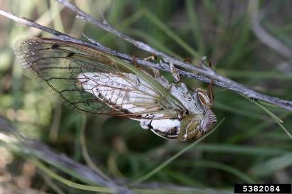 Megatibicen dealbatus, a large “dog-day” type of cicada that is expanding populations along the Front Range