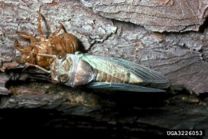 Cicada adult that has recently molted