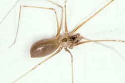 Cellar spider