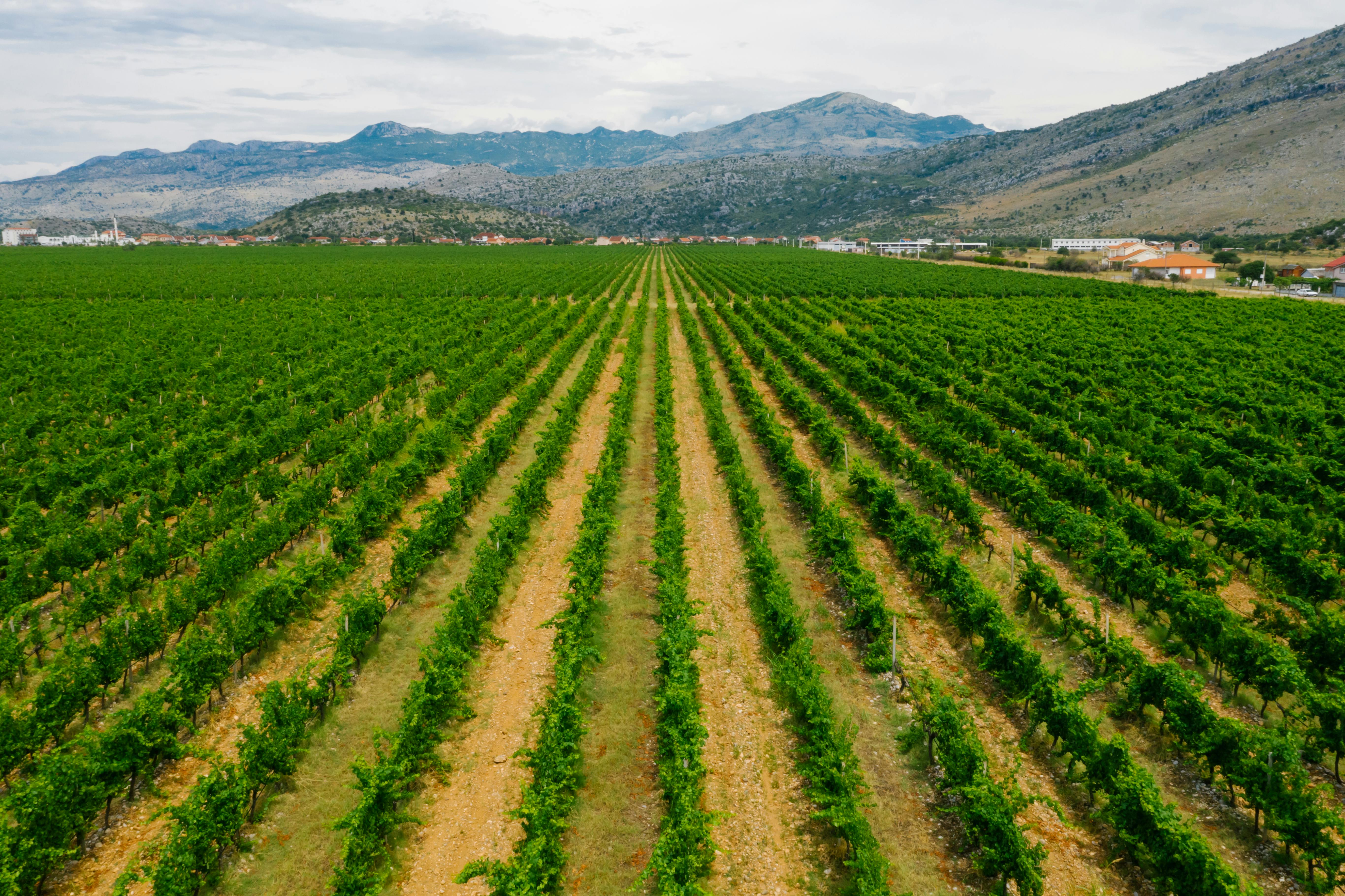 A field with rows of green crops growing near the mountains