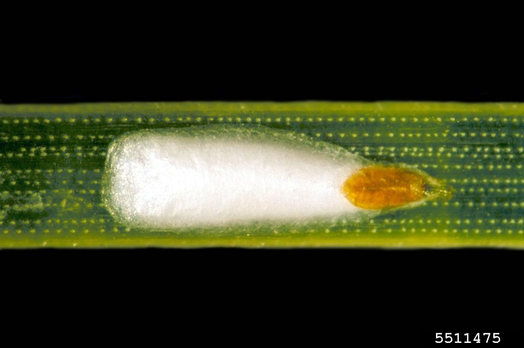 pine needle scale