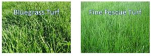 Examples of warm season and cool season turf grasses.