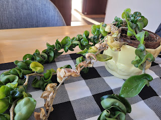 Rope hoya plant in a yellow pot with one of its vines pale/drying out.