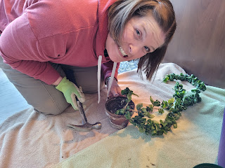 Alison O'Connor posing with her rope hoya holding a hammer so her can re-pot it.