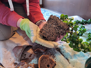 Original pot of the rope hoya plant broken open to reveal the mess of roots that have grown over the years.