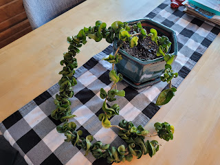 Rope hoya in its new pot with fresh potting mix.