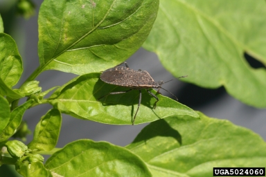 Squash Bugs in the Garden | Colorado State University Extension