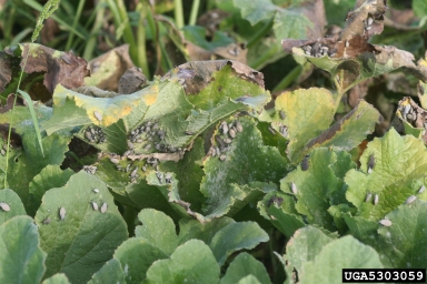 Squash bug damage