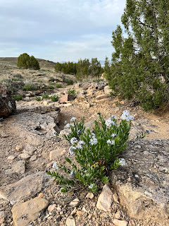 Jones' bluestar (Amsonia jonesii) in Mesa County in April 2022.