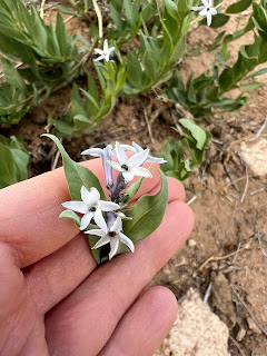 Jones' bluestar (Amsonia jonesii) in Mesa County in May 2024.