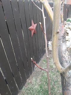 Classic rabbit 'trimming' of smaller branches