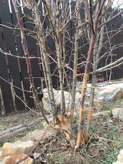 Vole damage at the bottom, rabbit damage above 