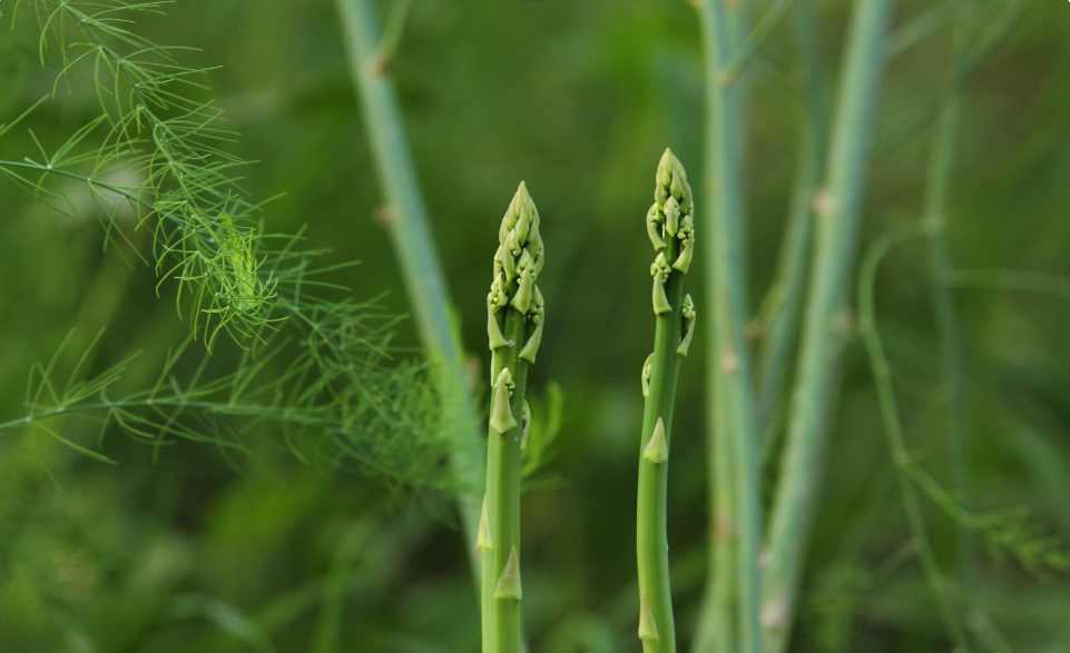 Two fresh asparagus spears standing upright in a garden.