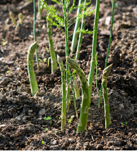 Asparagus emerging from a bed of soil in a garden in spring.