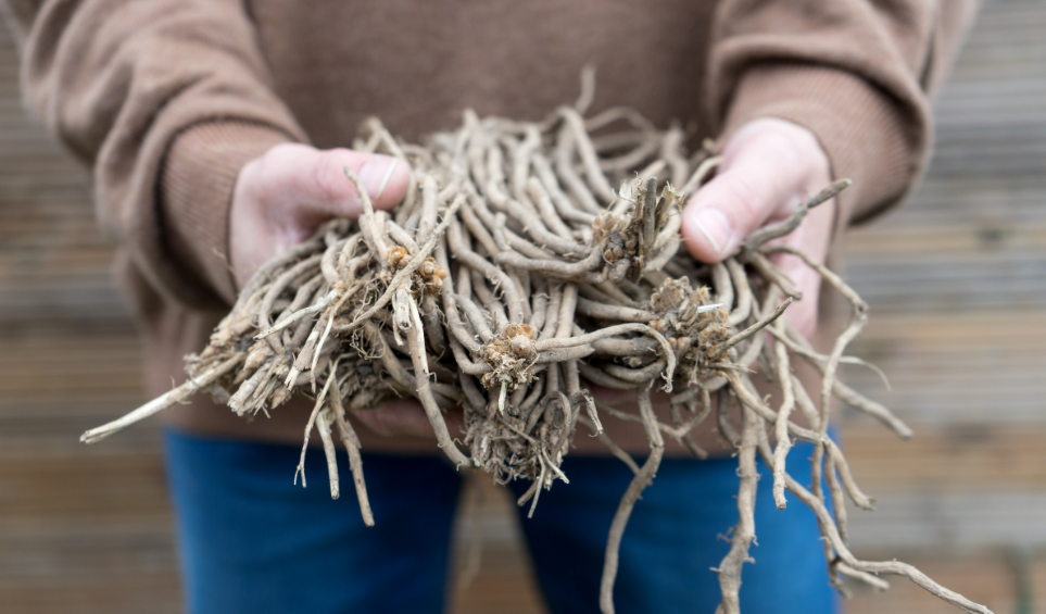 A bundle of Bareroot asparagus crowns being held in two hands by a person wearing a brown sweater and jeans.