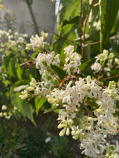 Bees visiting white 7 sons flowers.