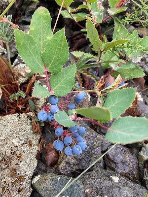 Grape holly fruit vine growing through rocks.